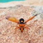 Orange-tailed Potter Wasp (Delta latreillei), Alice Springs NT