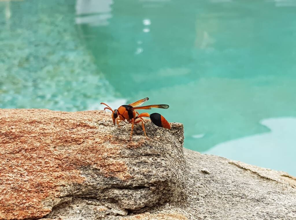 Orange-tailed Potter Wasp (Delta latreillei), Alice Springs NT