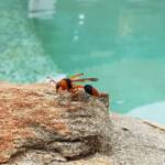 Orange-tailed Potter Wasp (Delta latreillei), Alice Springs NT