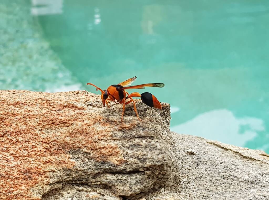 Orange-tailed Potter Wasp (Delta latreillei), Alice Springs NT