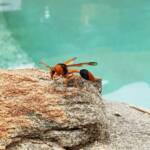 Orange-tailed Potter Wasp (Delta latreillei), Alice Springs NT