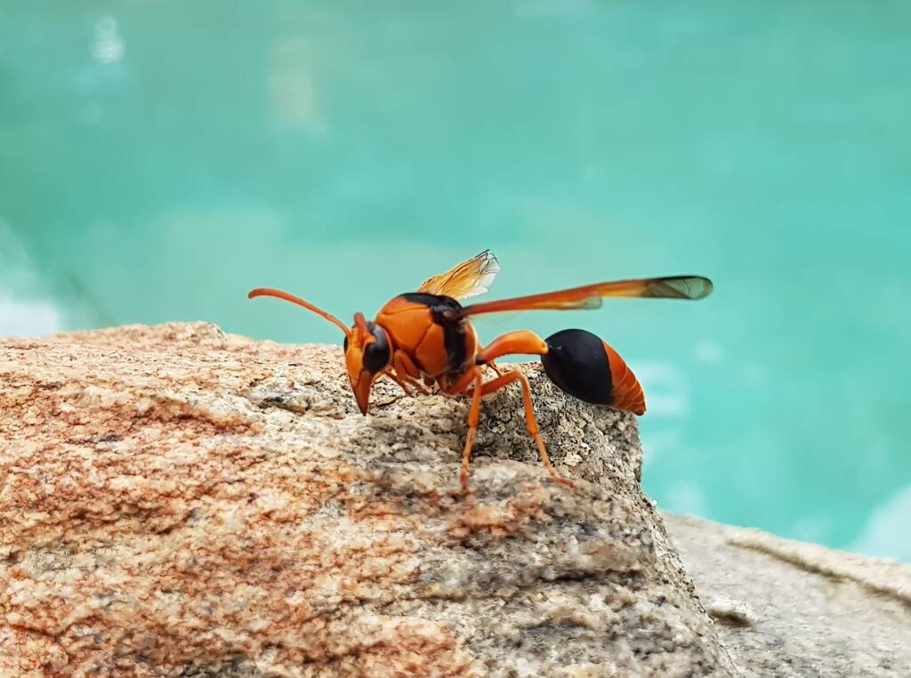 Orange-tailed Potter Wasp (Delta latreillei), Alice Springs NT