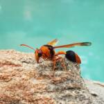 Orange-tailed Potter Wasp (Delta latreillei), Alice Springs NT