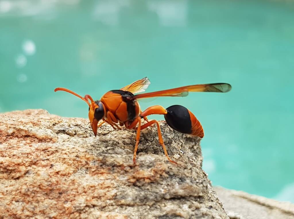 Orange-tailed Potter Wasp (Delta latreillei), Alice Springs NT