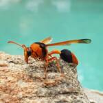 Orange-tailed Potter Wasp (Delta latreillei), Alice Springs NT