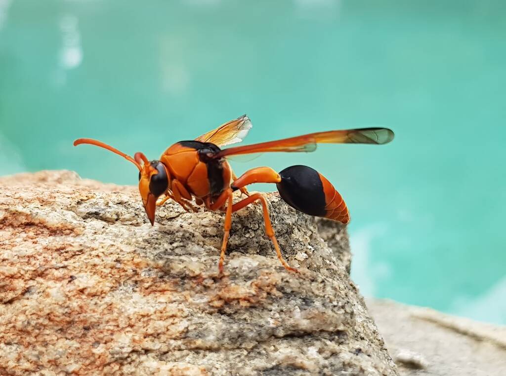 Orange-tailed Potter Wasp (Delta latreillei), Alice Springs NT