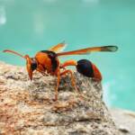 Orange-tailed Potter Wasp (Delta latreillei), Alice Springs NT