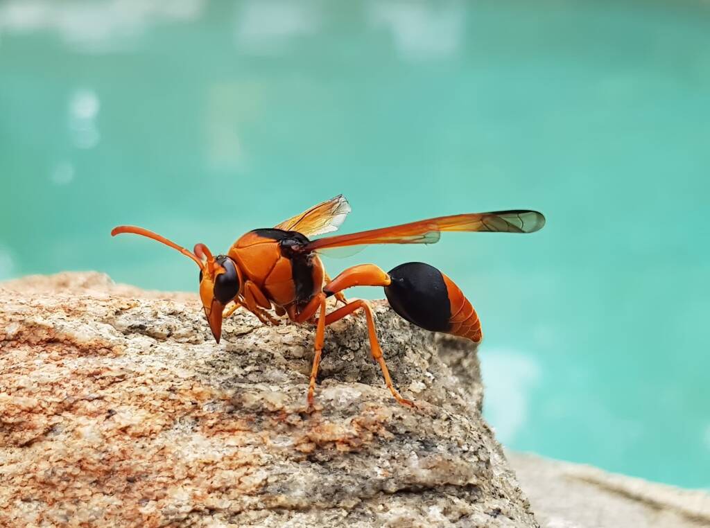 Orange-tailed Potter Wasp (Delta latreillei), Alice Springs NT