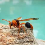 Orange-tailed Potter Wasp (Delta latreillei), Alice Springs NT