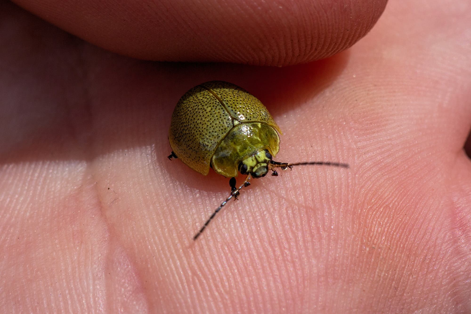 Paropsis porosa, Blue Mountains NSW © Eamonn Culhane