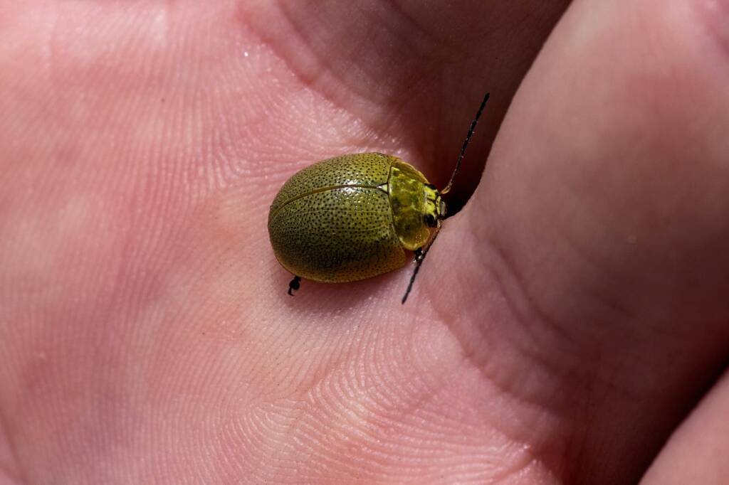 Paropsis porosa, Blue Mountains NSW © Eamonn Culhane