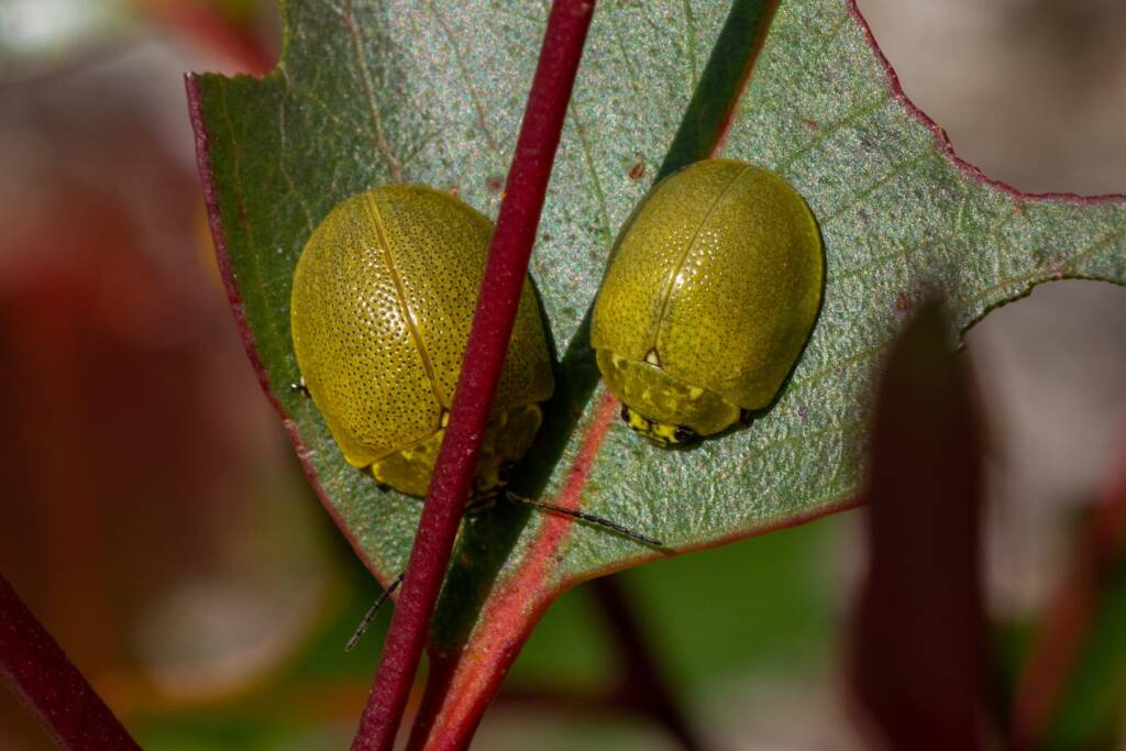 Paropsis porosa, Newnes Plateau NSW © Eamonn Culhane