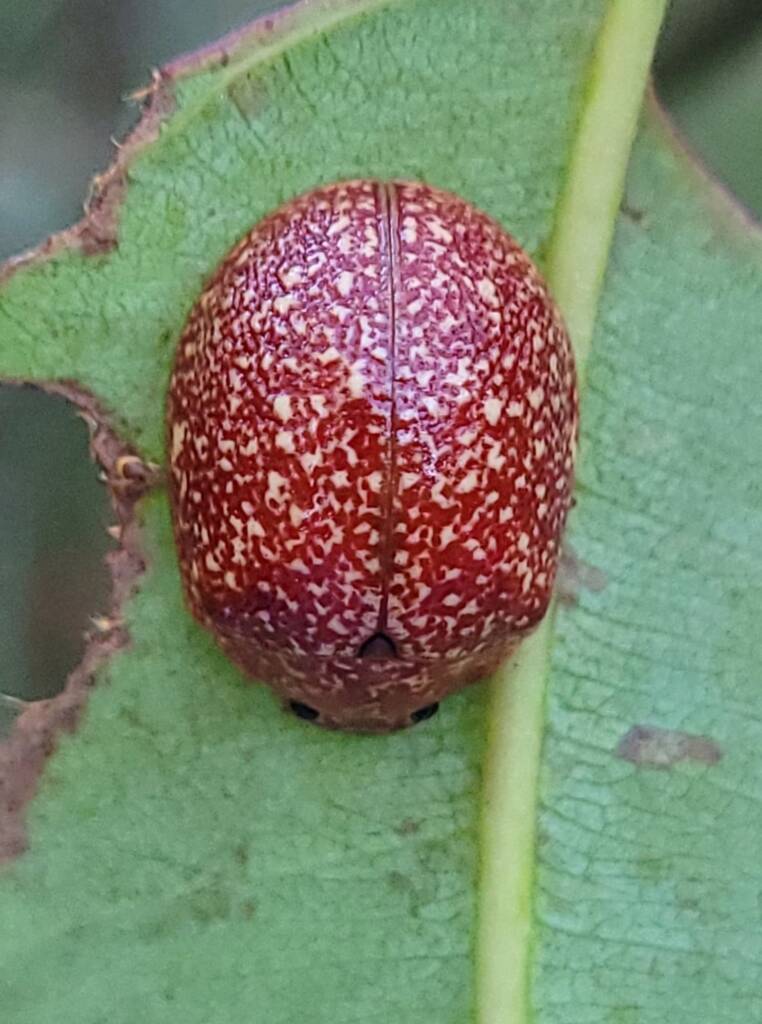 Paropsis variolosa, Georges River, Sydney NSW © Eamonn Culhane