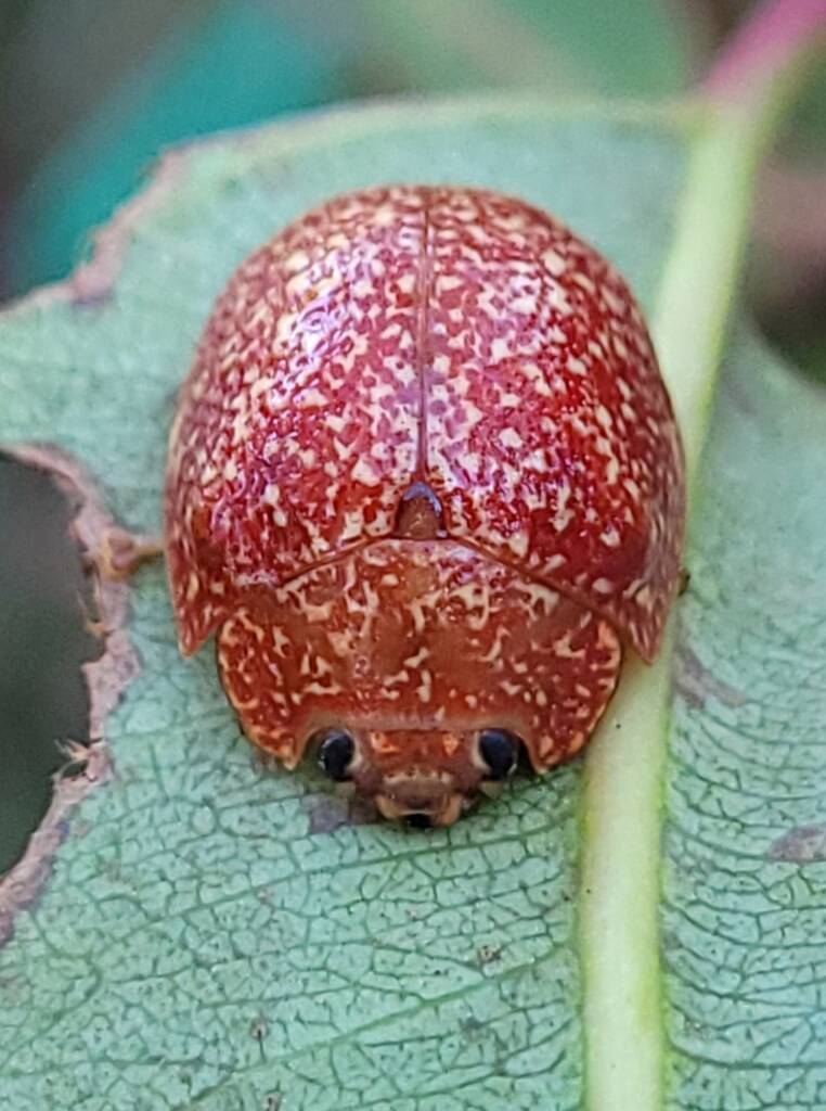 Paropsis variolosa, Georges River, Sydney NSW © Eamonn Culhane