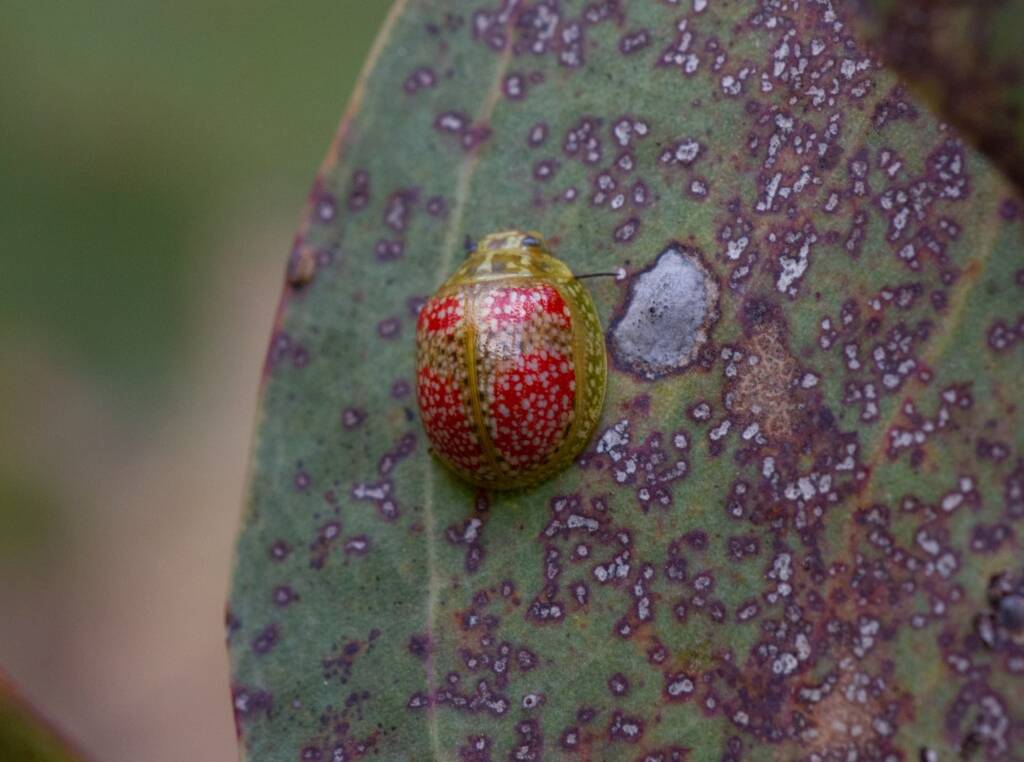 Paropsisterna fastidiosa, Capertee NSW © Eamonn Culhane