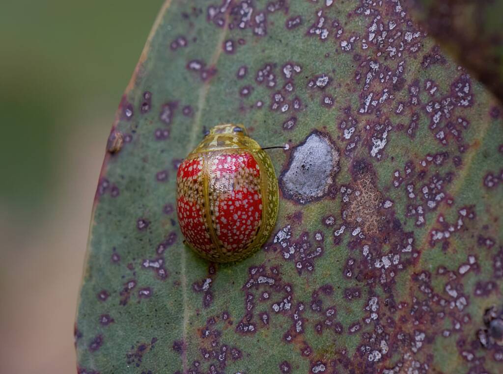 Paropsisterna fastidiosa, Capertee NSW © Eamonn Culhane