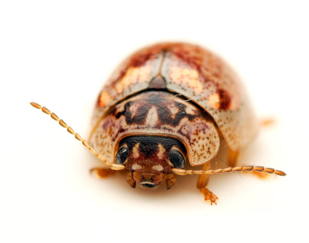 Eucalyptus Leaf Beetle (Paropsisterna m-fuscum), Watson ACT © Tony Eales