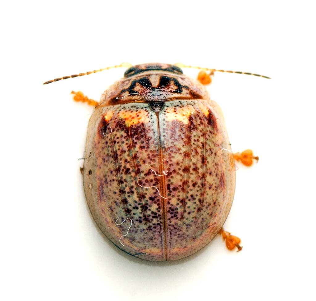 Eucalyptus Leaf Beetle (Paropsisterna m-fuscum), Watson ACT © Tony Eales