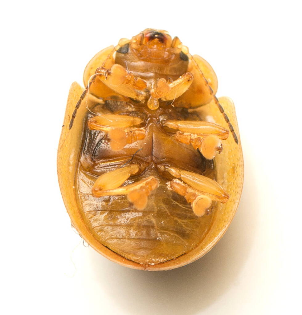Eucalyptus Leaf Beetle (Paropsisterna m-fuscum), Watson ACT © Tony Eales