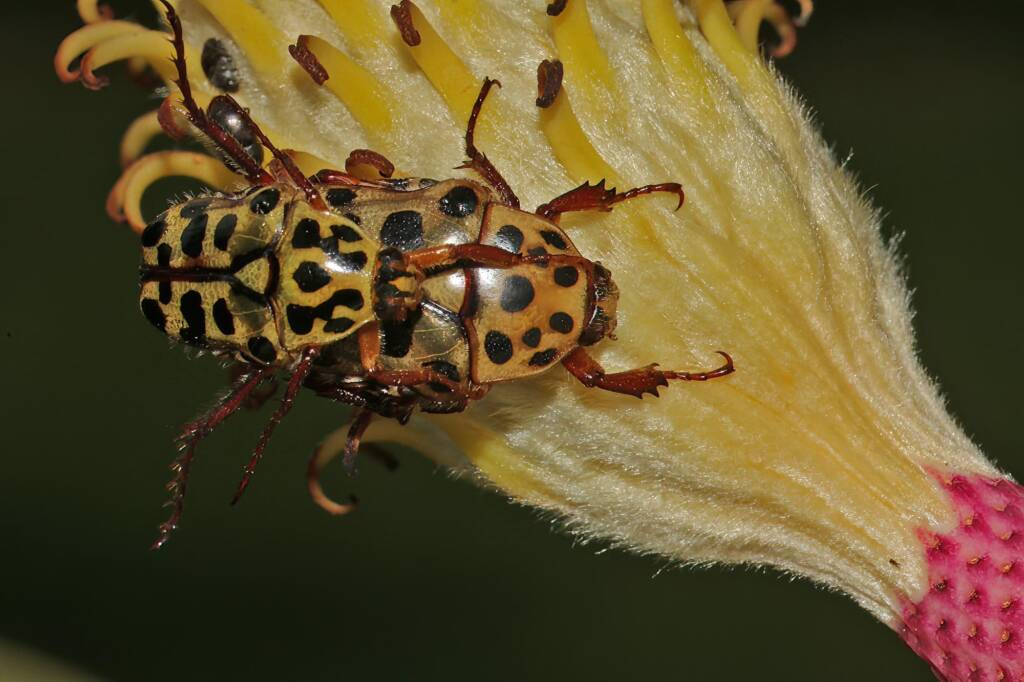 Punctate Flower Chafer (Neorrhina punctatum), Ballandean QLD © Marc Newman