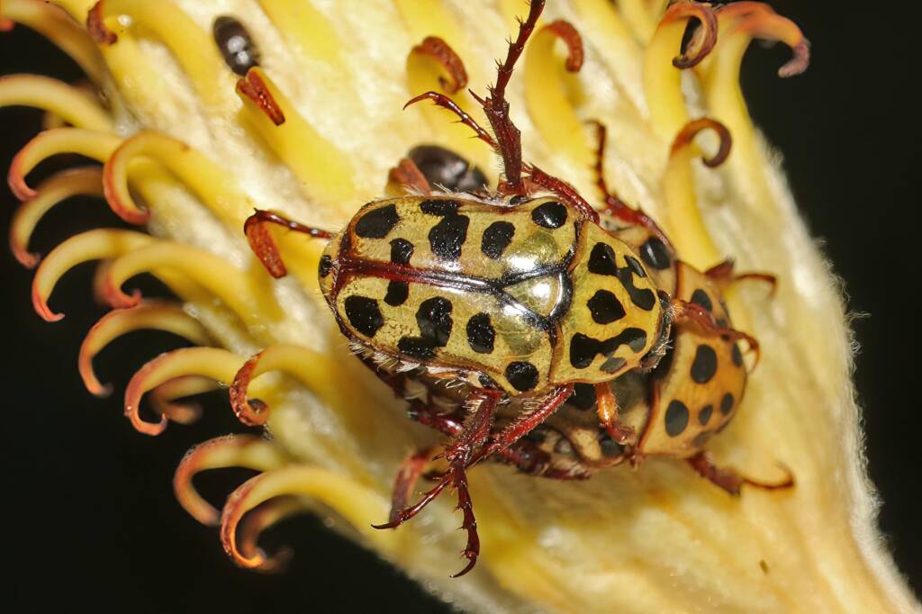 Punctate Flower Chafer (Neorrhina punctatum), Ballandean QLD © Marc Newman