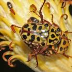 Punctate Flower Chafer (Neorrhina punctatum), Ballandean QLD © Marc Newman