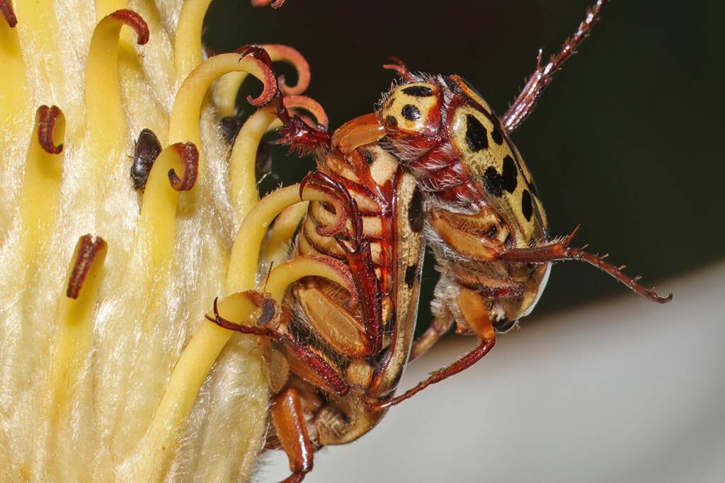 Punctate Flower Chafer (Neorrhina punctatum), Ballandean QLD © Marc Newman