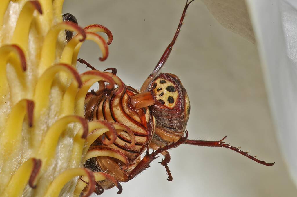 Punctate Flower Chafer (Neorrhina punctatum), Ballandean QLD © Marc Newman