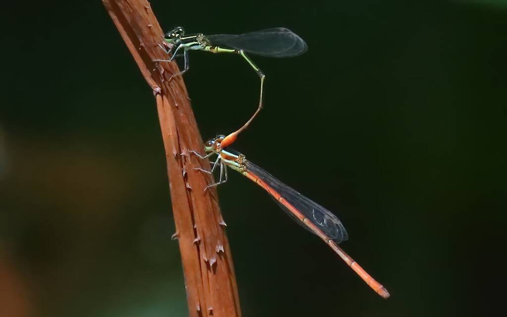 Red-tipped Shadefly (Argiocnemis rubescens) pair, Bungawalbin Valley NSW © Jeff Melvaine