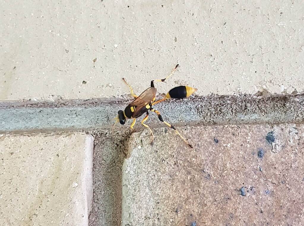 Mud-dauber Wasp (Sceliphron laetum), Alice Springs NT