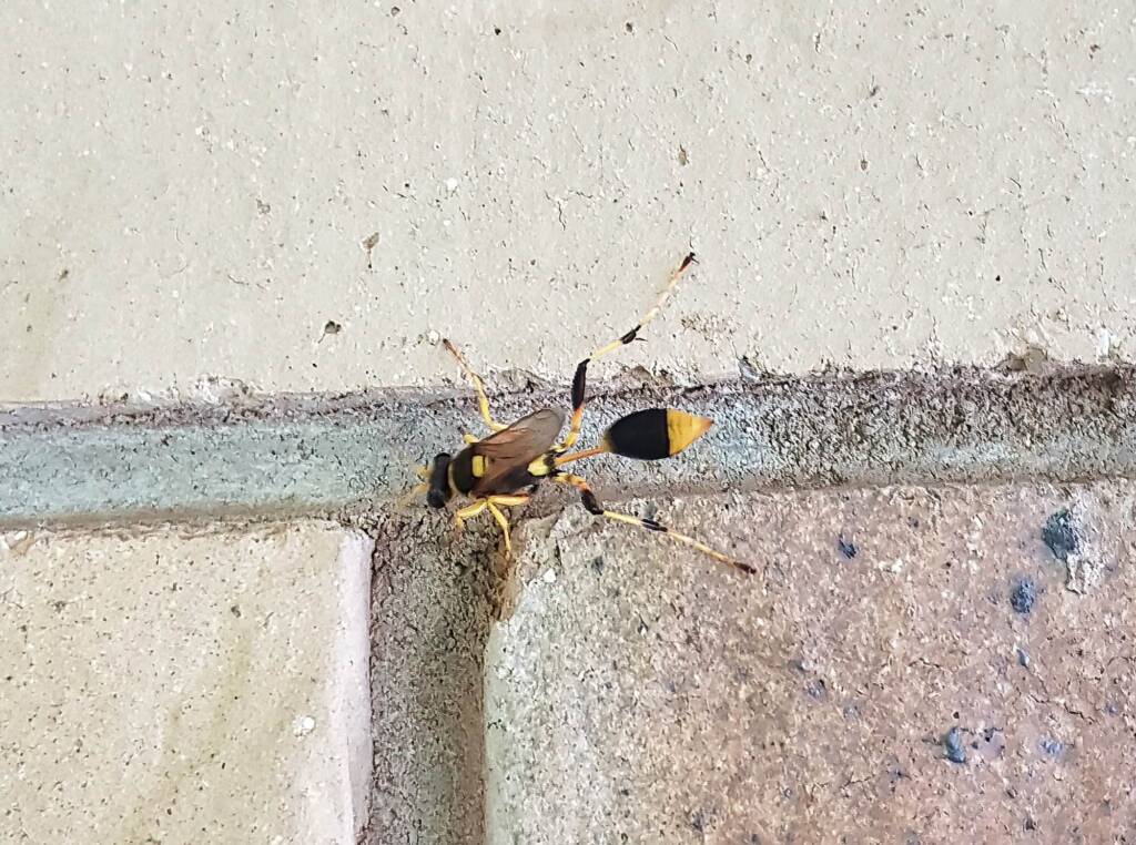 Mud-dauber Wasp (Sceliphron laetum), Alice Springs NT