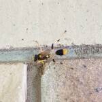 Mud-dauber Wasp (Sceliphron laetum), Alice Springs NT