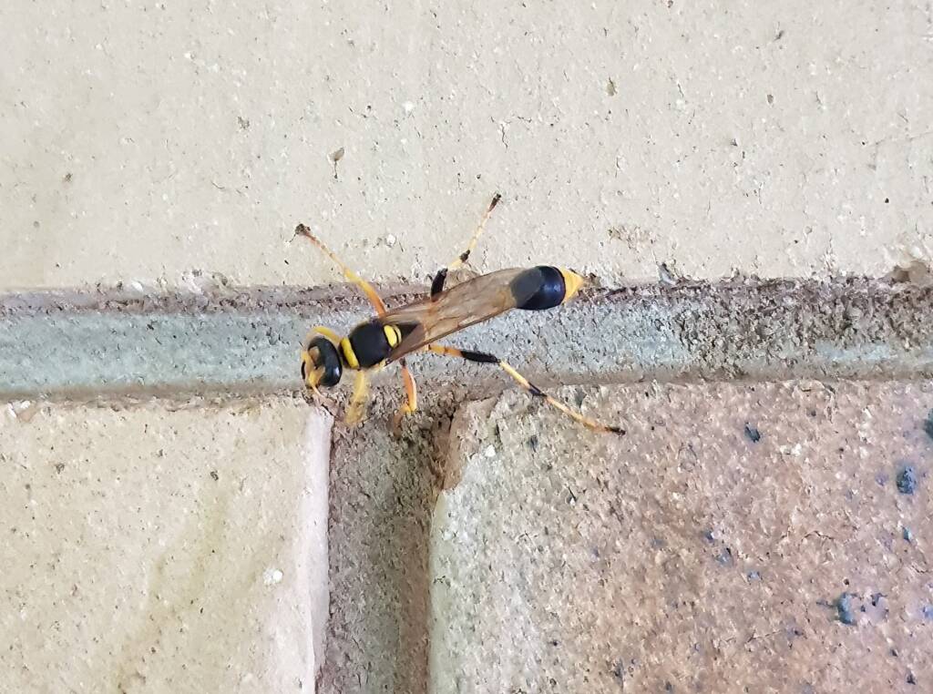 Mud-dauber Wasp (Sceliphron laetum), Alice Springs NT