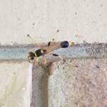 Mud-dauber Wasp (Sceliphron laetum), Alice Springs NT