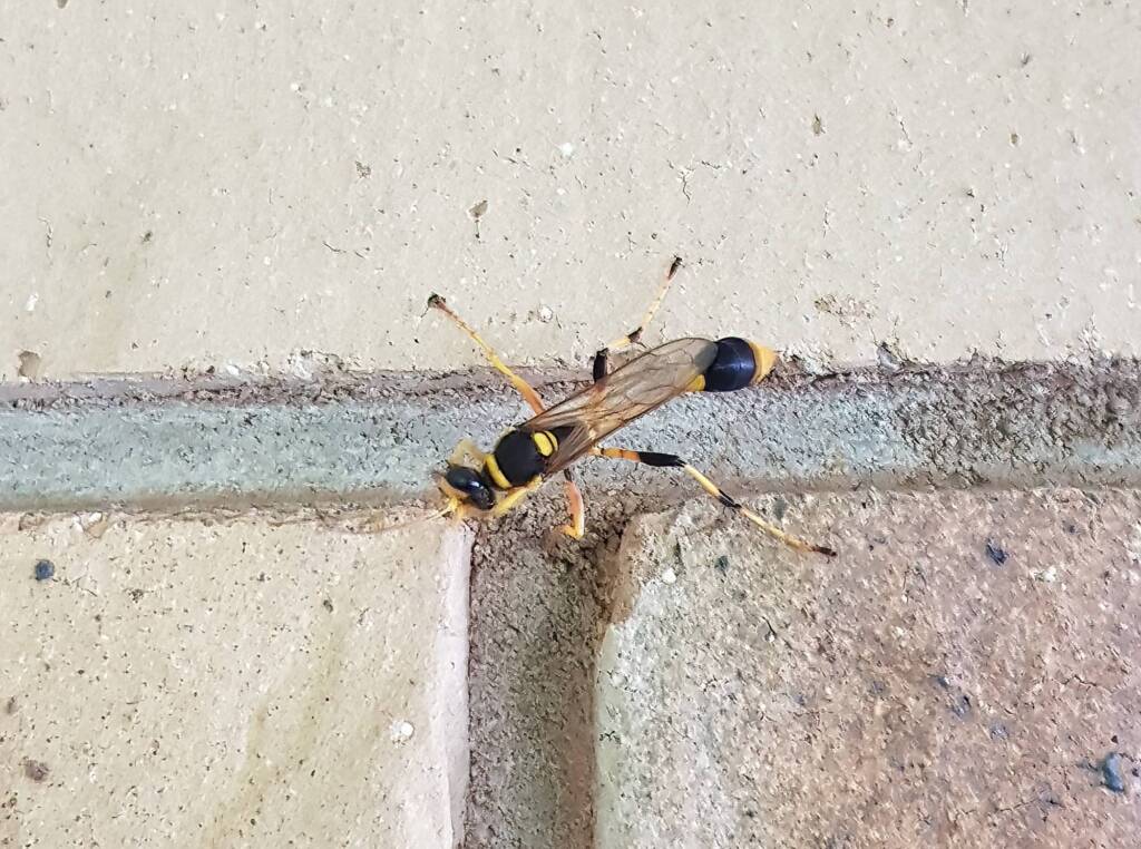 Mud-dauber Wasp (Sceliphron laetum), Alice Springs NT