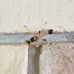 Mud-dauber Wasp (Sceliphron laetum), Alice Springs NT