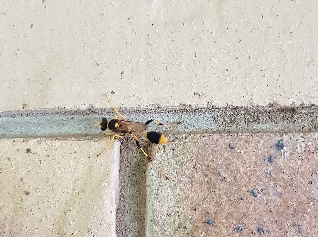 Mud-dauber Wasp (Sceliphron laetum), Alice Springs NT
