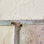 Mud-dauber Wasp (Sceliphron laetum), Alice Springs NT