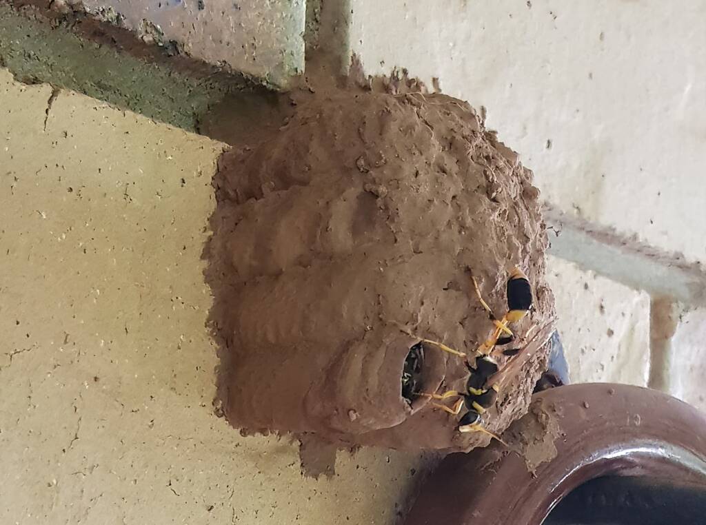 Sceliphron laetum filling a cell in the mud nest with paralysed spiders for the larva, Alice Springs NT