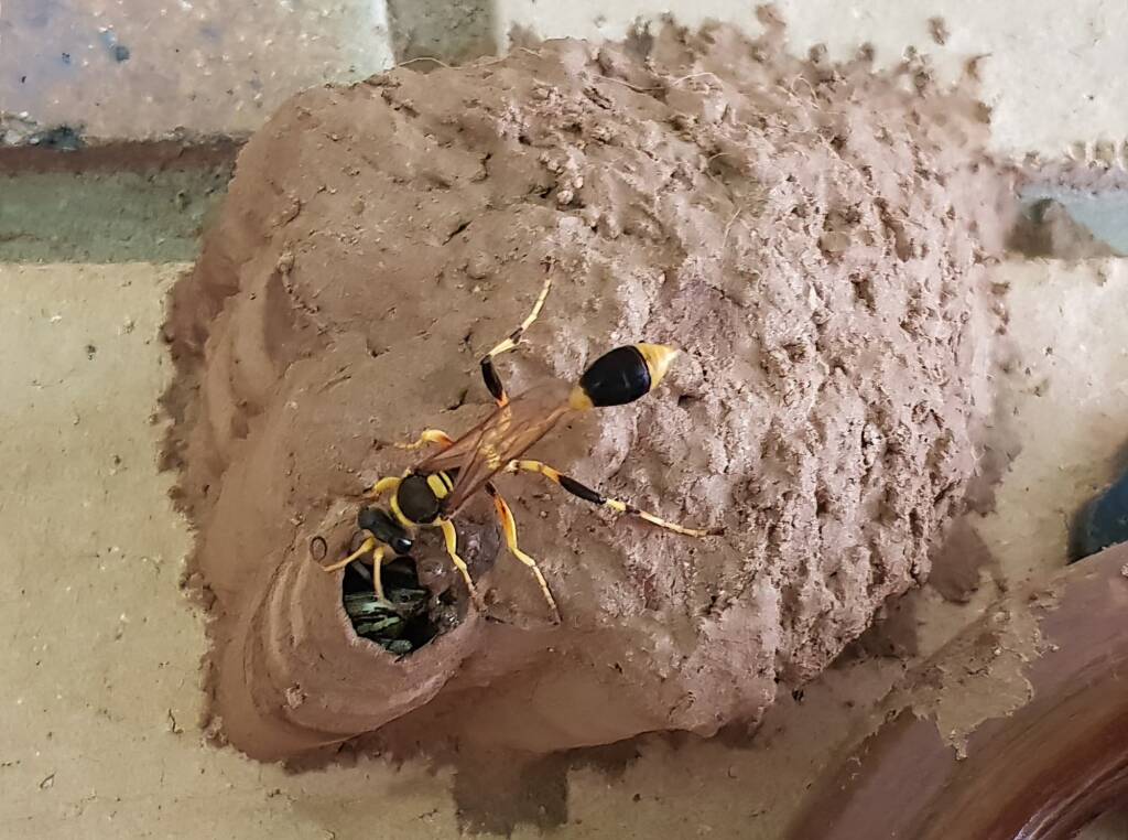 Sceliphron laetum filling a cell in the mud nest with paralysed spiders for the larva, Alice Springs NT