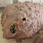 Sceliphron laetum filling a cell in the mud nest with paralysed spiders for the larva, Alice Springs NT