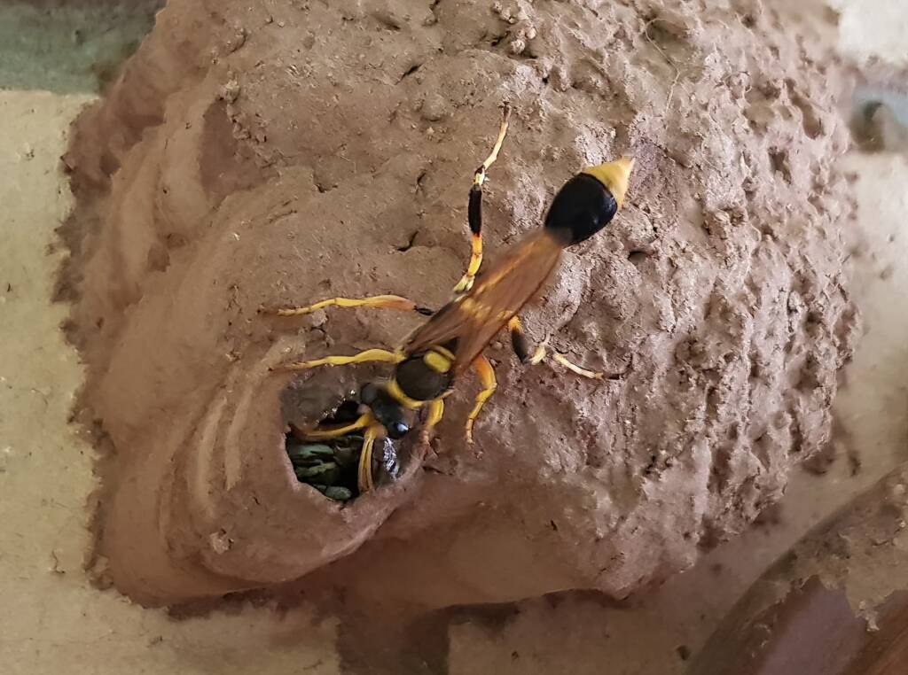 Sceliphron laetum filling a cell in the mud nest with paralysed spiders for the larva, Alice Springs NT