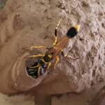 Sceliphron laetum filling a cell in the mud nest with paralysed spiders for the larva, Alice Springs NT