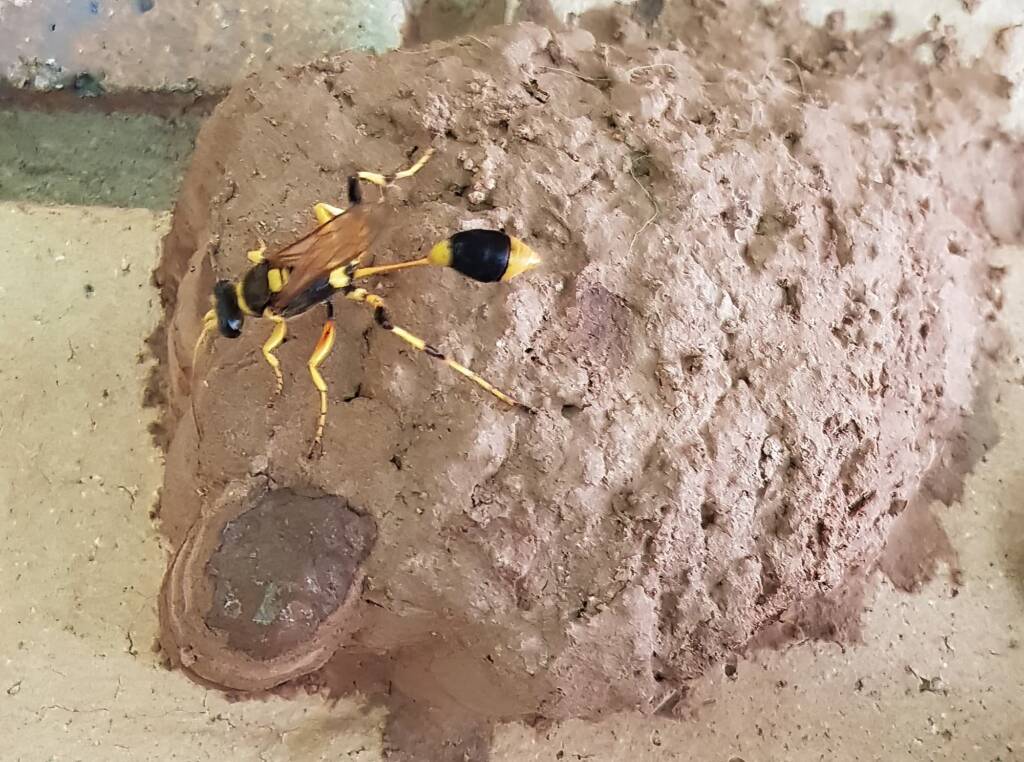 Sceliphron laetum sealing the cell in the mud nest, Alice Springs NT