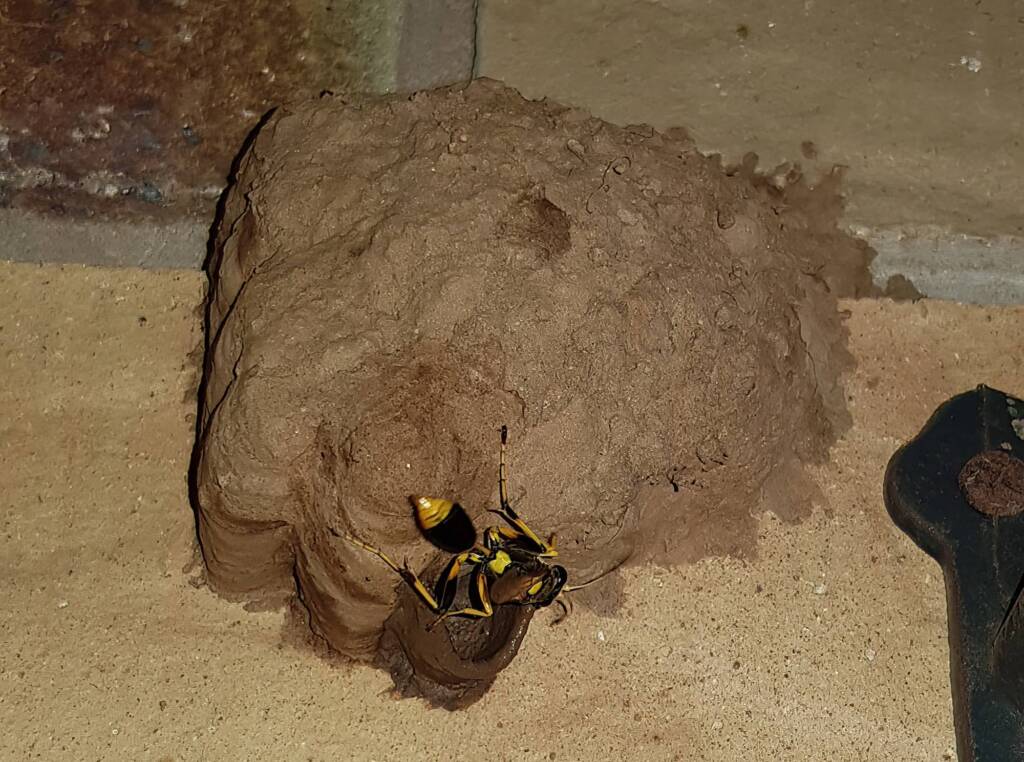 Sceliphron laetum making the next cell in the mud nest, Alice Springs NT