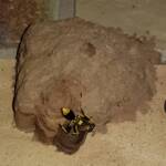 Sceliphron laetum making the next cell in the mud nest, Alice Springs NT