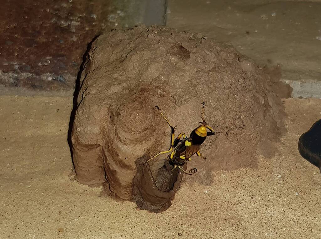 Sceliphron laetum making the next cell in the mud nest, Alice Springs NT