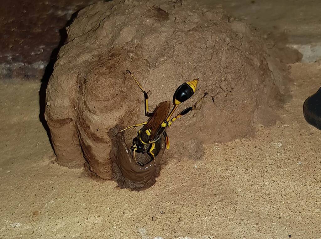Sceliphron laetum making the next cell in the mud nest, Alice Springs NT
