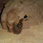 Sceliphron laetum making the next cell in the mud nest, Alice Springs NT