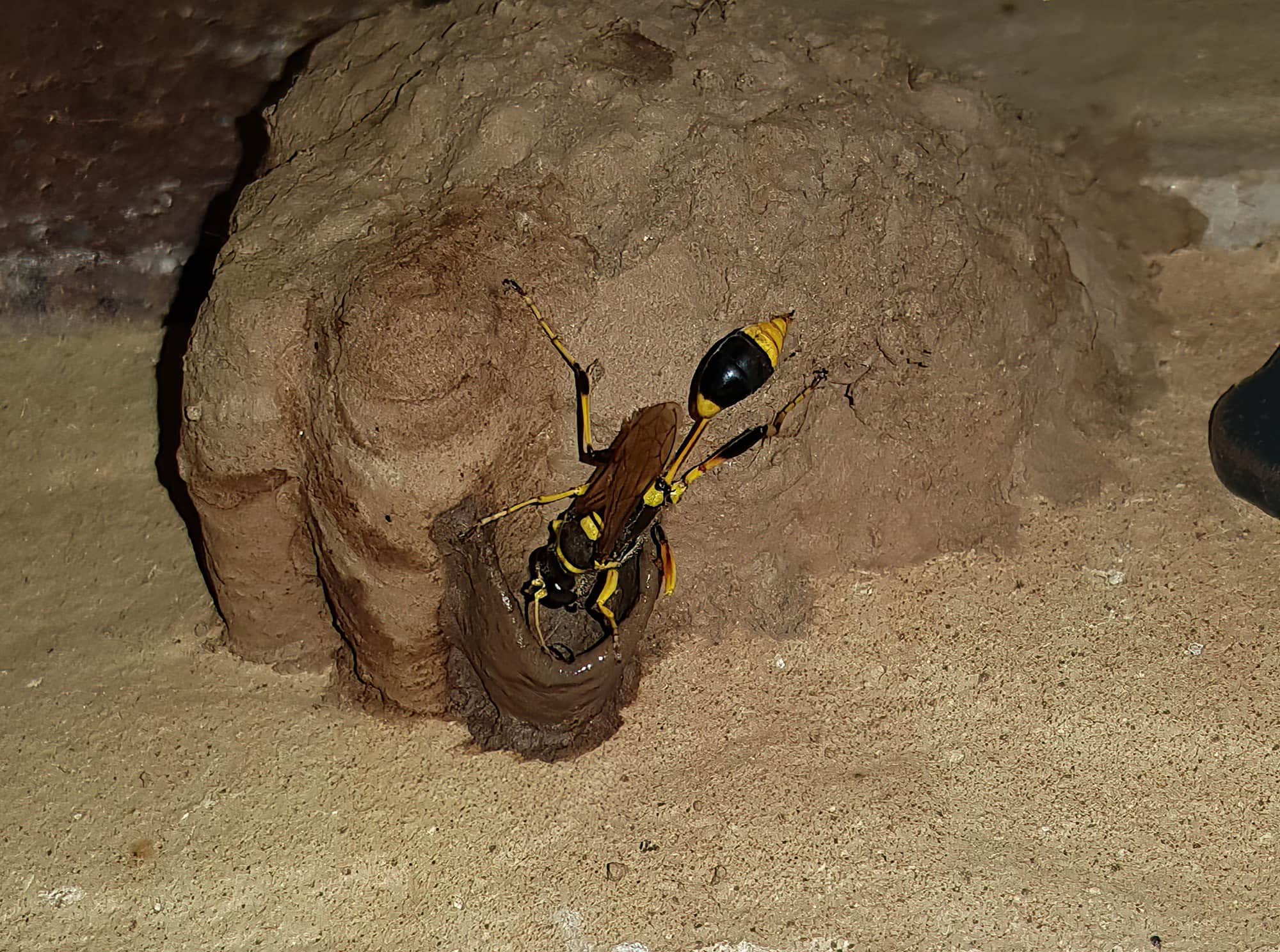 Sceliphron laetum making the next cell in the mud nest, Alice Springs NT